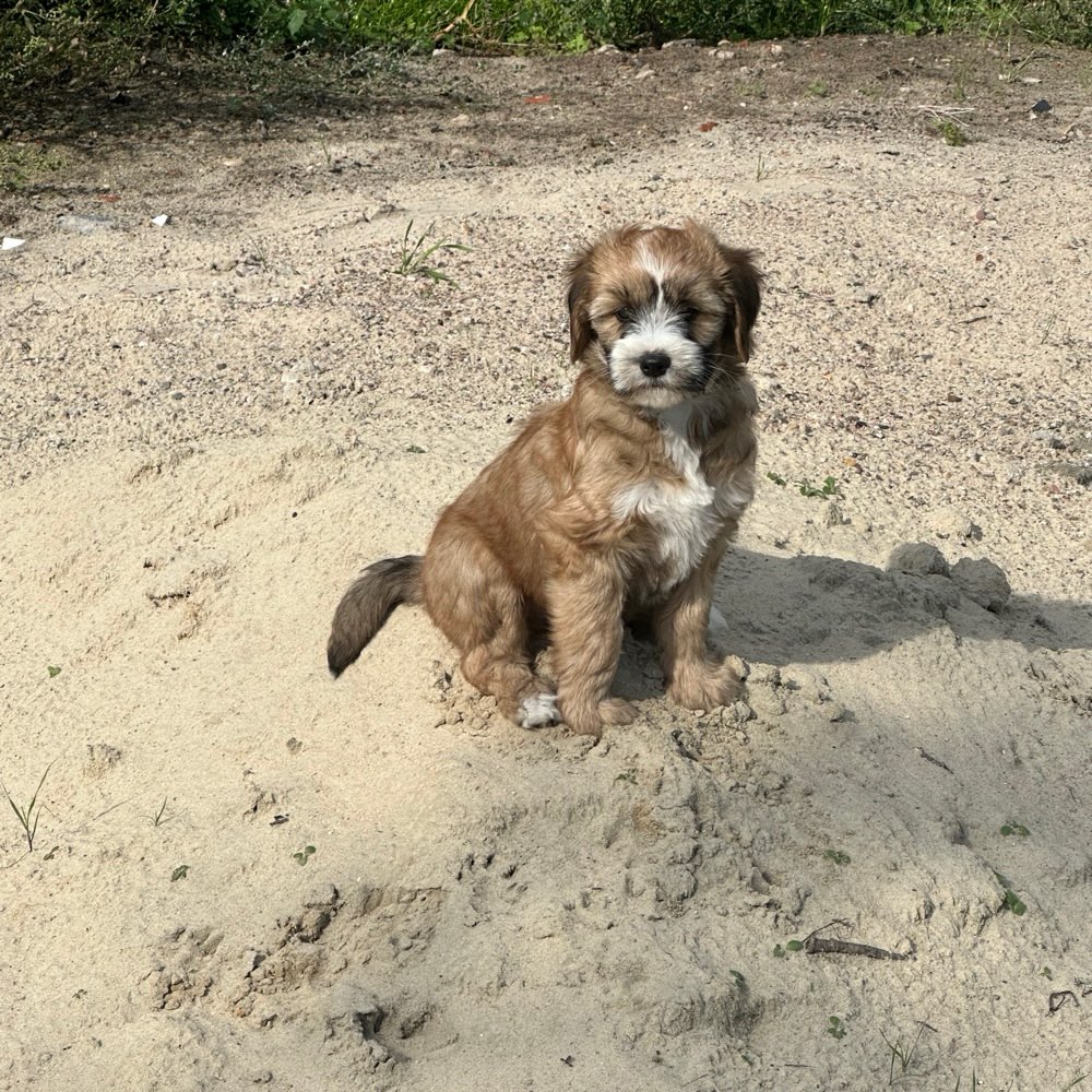 Hundetreffen-Welpen zum spielen gesucht-Profilbild