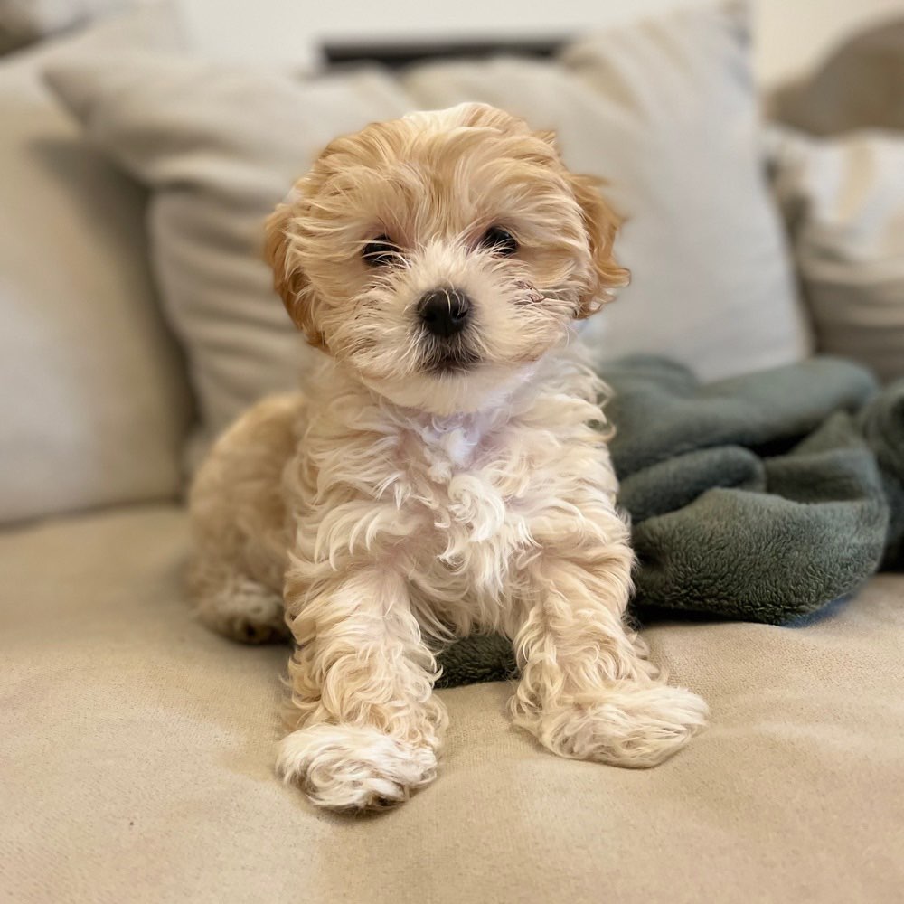 Hundetreffen-Welpentreffen in Mannheim-Profilbild