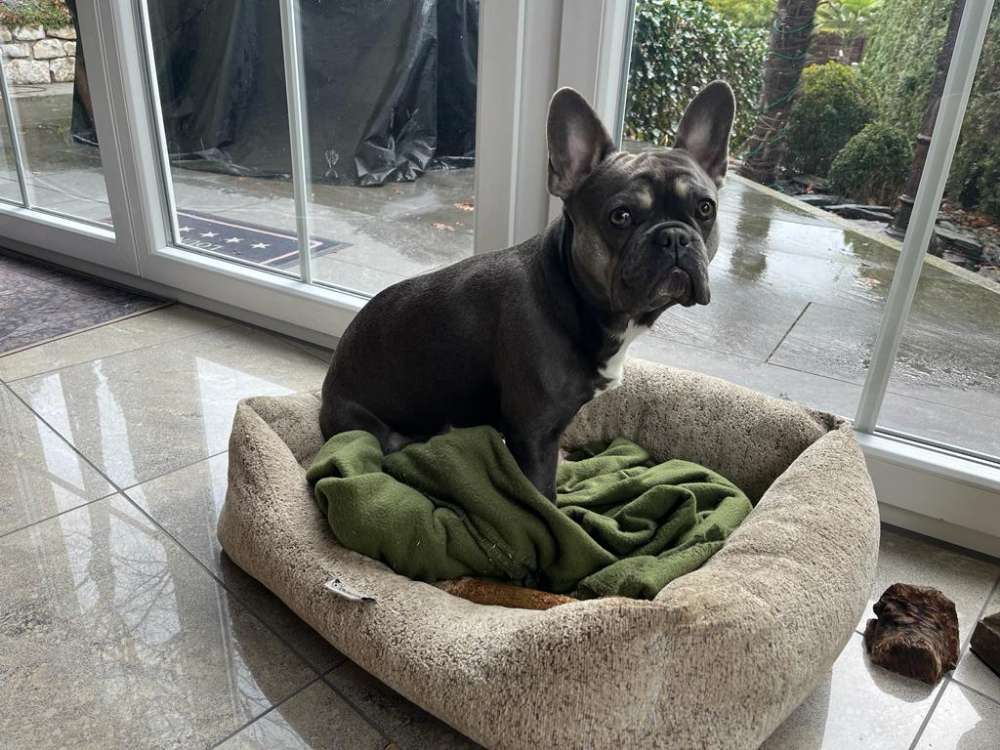 Hundetreffen-Junghund Treffen zum Spielen und ggf. Trainieren-Profilbild