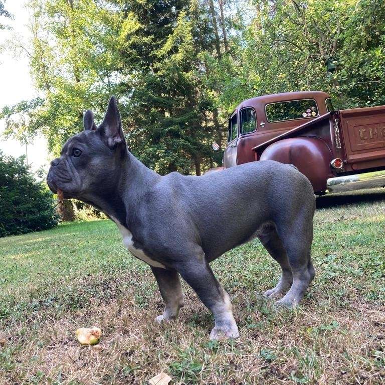 Hundetreffen-Welpentreff-Profilbild