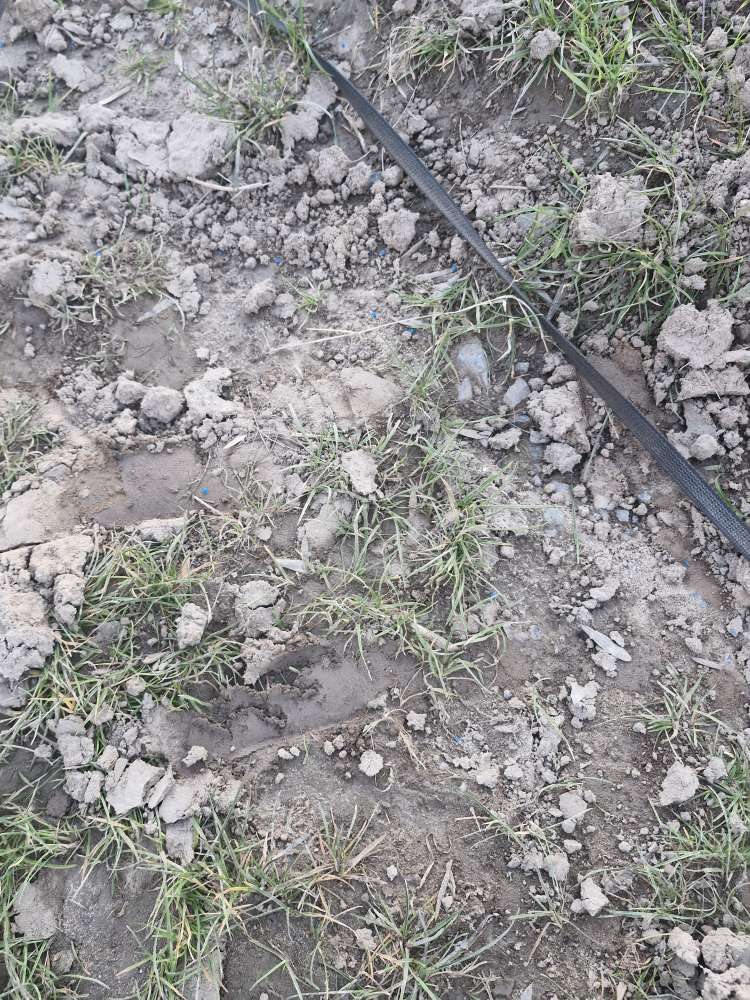 Giftköder-Blaue Körner-Profilbild