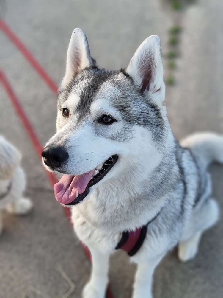 Hundetreffen-Spielkameraden und Gassirunden-Profilbild