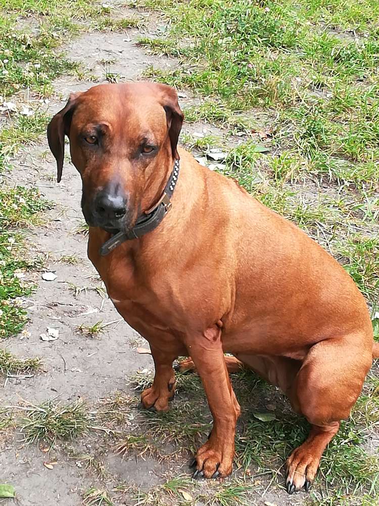 Hundetreffen-Gemeinsame Zeit verbringen-Profilbild