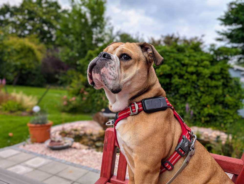 Hundetreffen-Gassirunden in Hamm-Profilbild