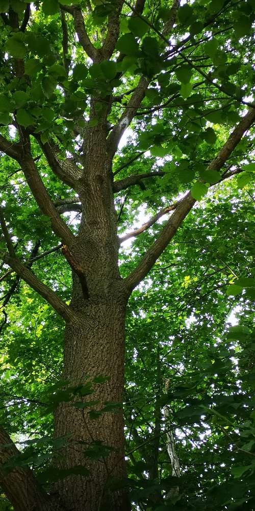 Giftköder-Eichenprozesspinner-Profilbild