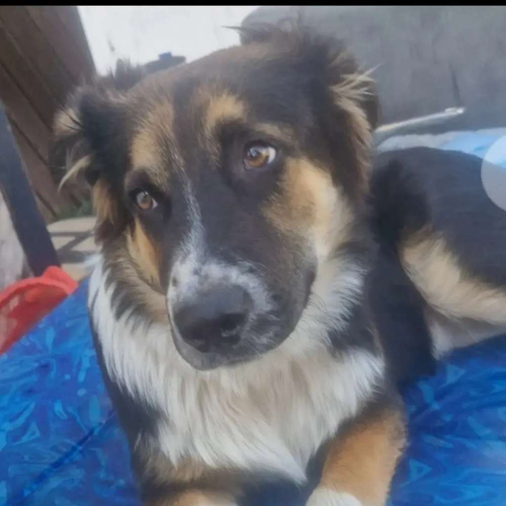 Hundetreffen-Junghund Willow (Rüde 03.02.2026 31 kg) sucht Spielkameraden-Profilbild