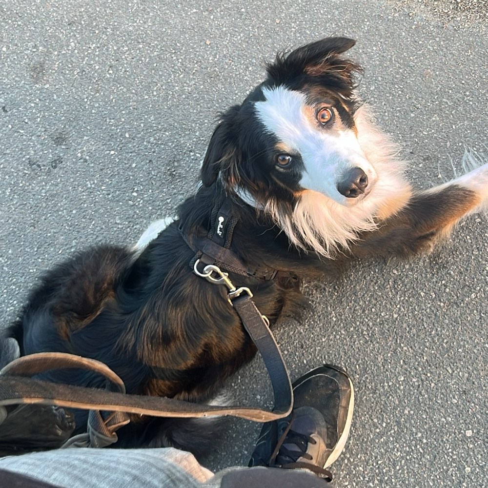 Hundetreffen-Gassirunde / Spielfreunde-Profilbild