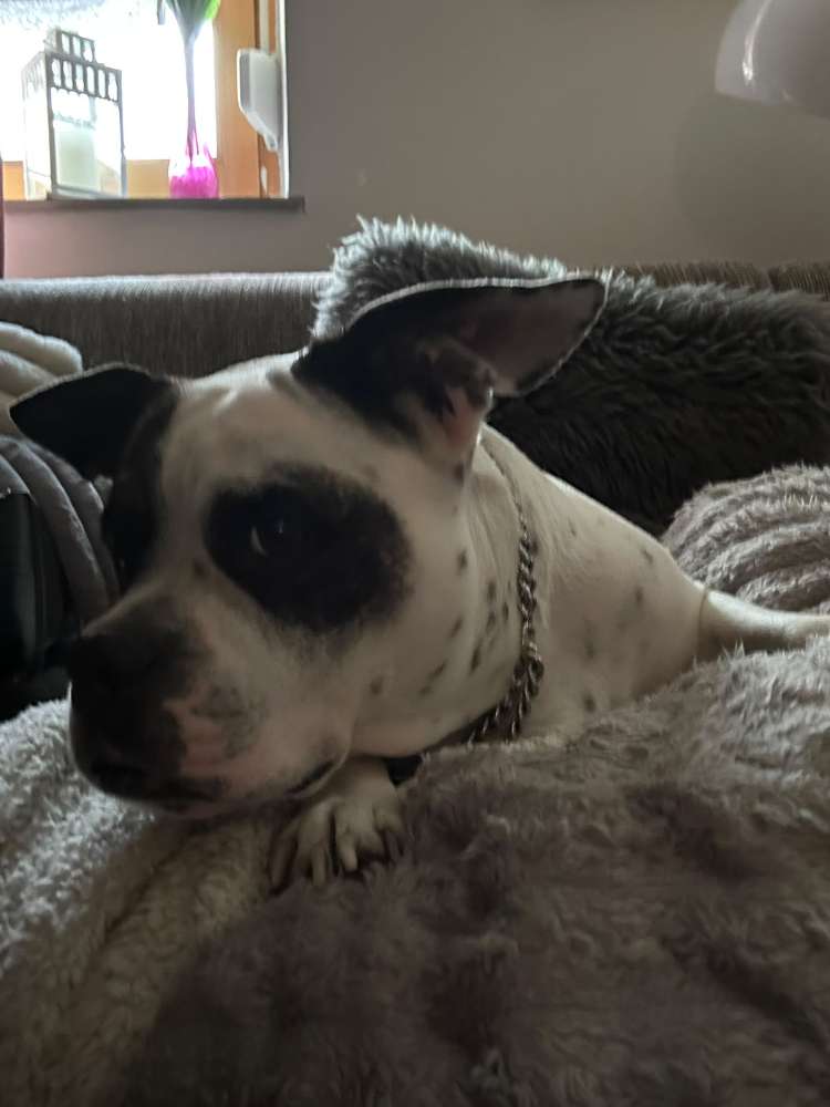 Hundetreffen-Leyla sucht Spielgefährten ❤️❤️❤️-Profilbild