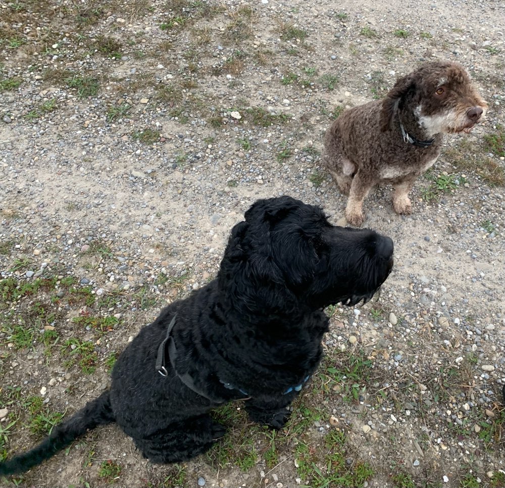 Hundetreffen-Perro Freunde gesucht-Profilbild