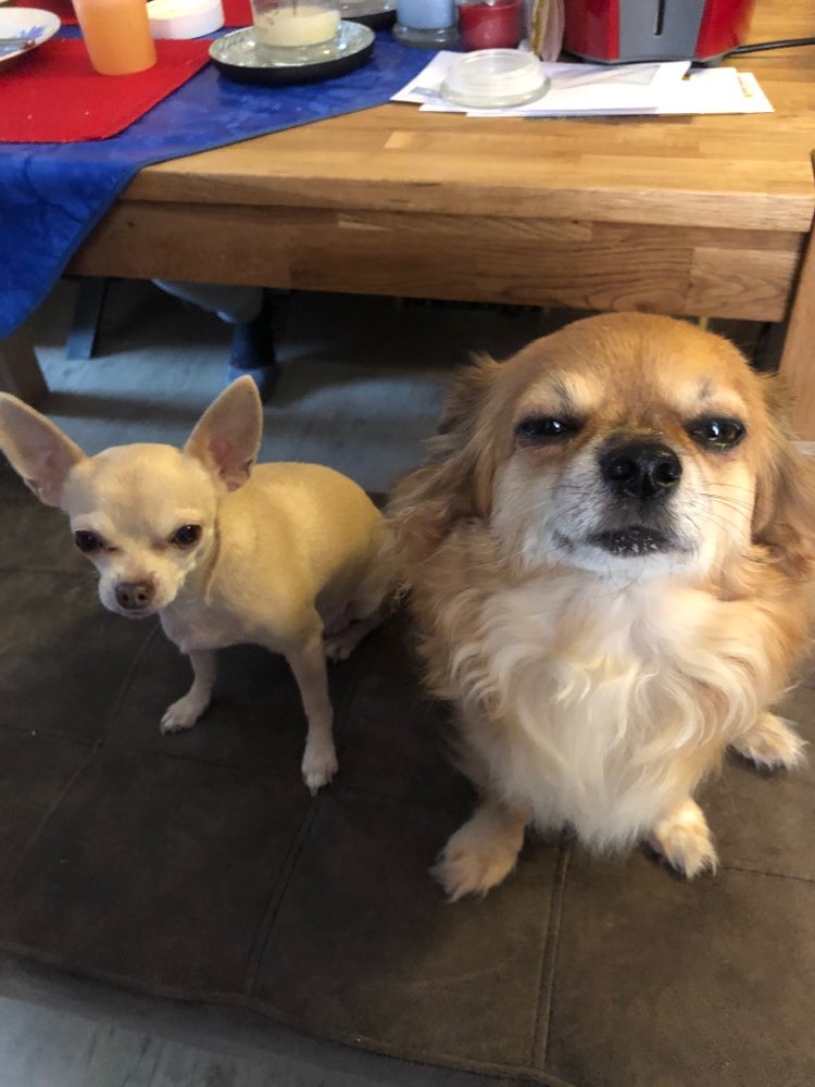 Hundetreffen-Gassirunde in der Wingst kleinerer Hunde-Profilbild