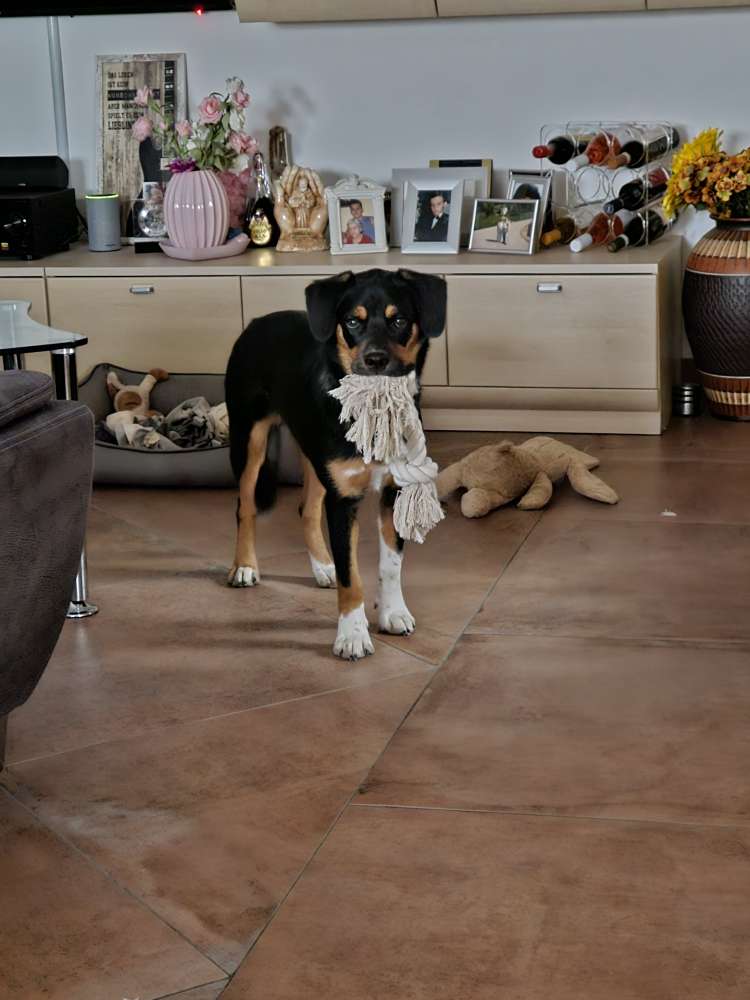 Hundetreffen-Spieletreffen oder Gassi gehen-Profilbild