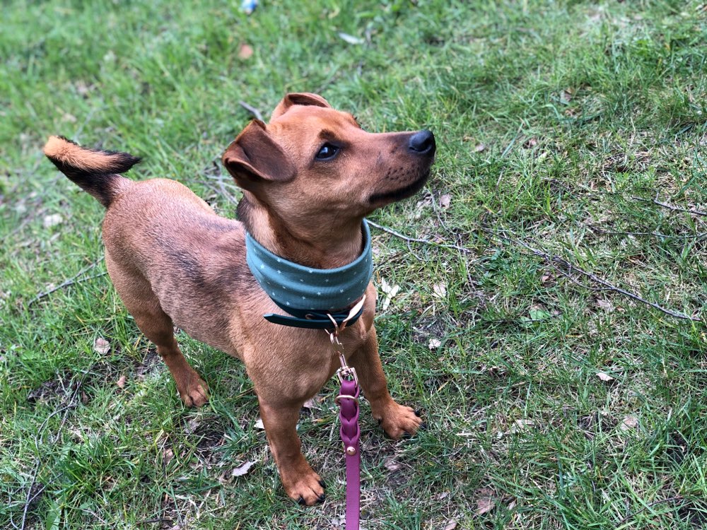 Hundetreffen-Trainingspartner gesucht-Profilbild