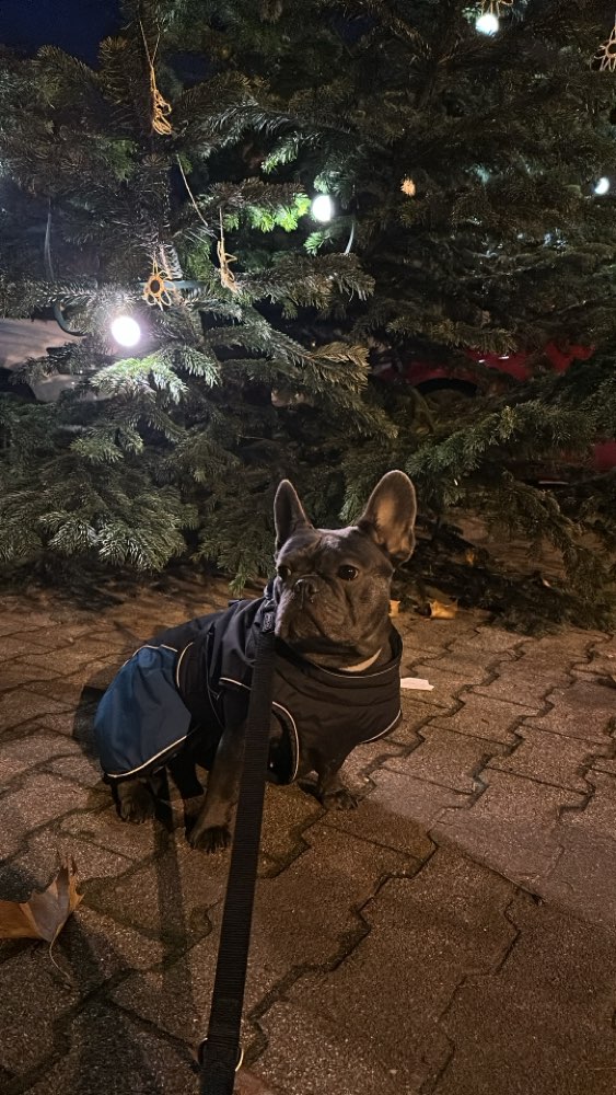 Hundetreffen-Gassi-Runde /Hundebegegnungen-Profilbild