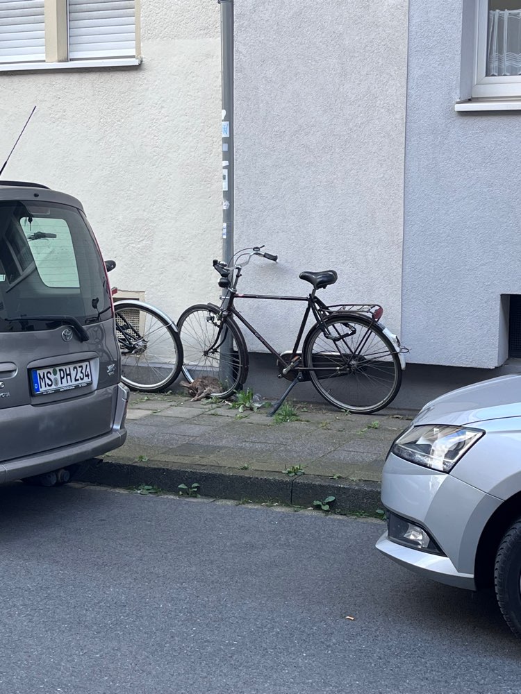 Giftköder-Toter Hase-Profilbild