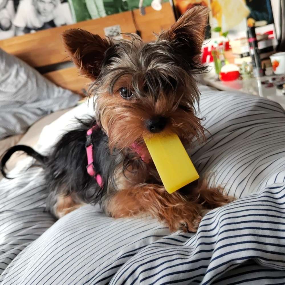 Hundetreffen-Spielen und Gassi gehen mit Kleinhund-Profilbild