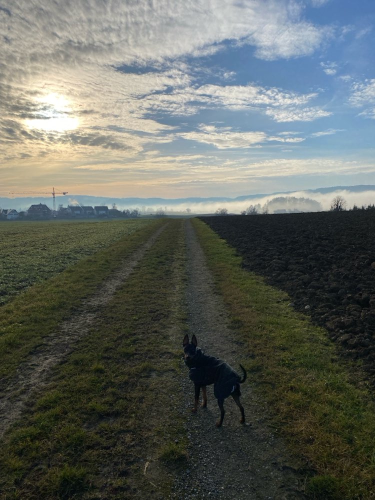 Hundetreffen-zemme schnüffelnd dur gegend 🐾-Profilbild