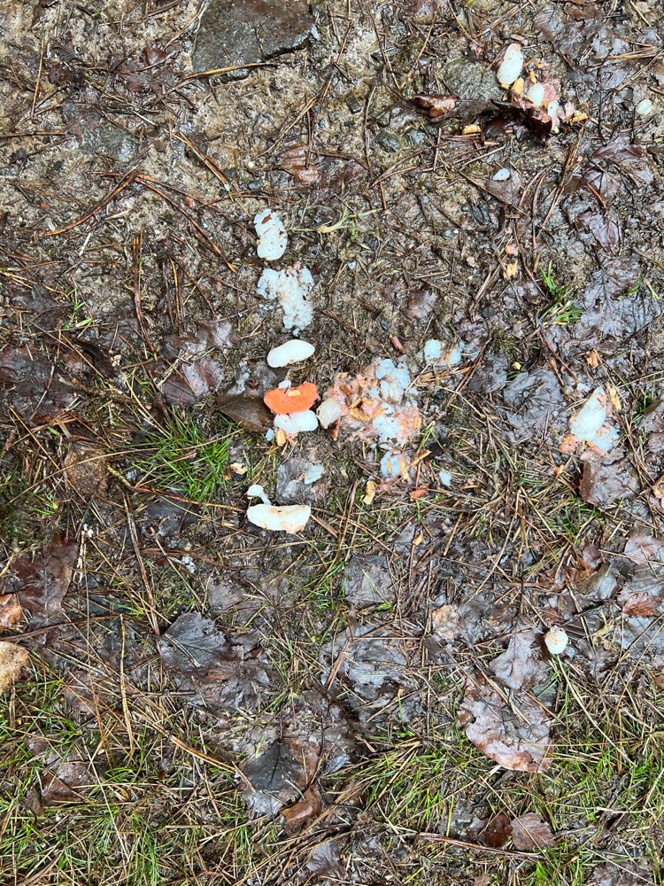 Giftköder-Vermutlich Giftköder-Profilbild