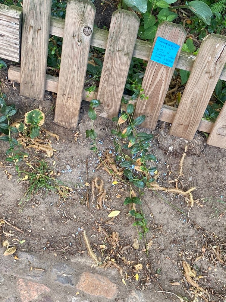 Giftköder-Gift-Profilbild