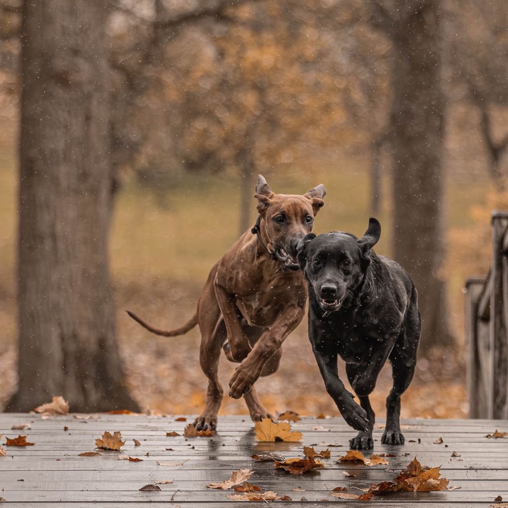 Hundetreffen-Spielbegegnungen-Profilbild