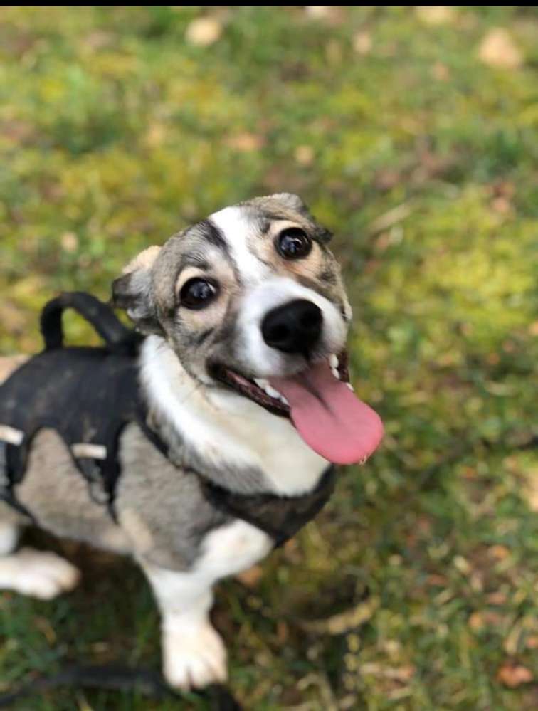 Hundetreffen-Gemeinsame,regelmäßige Gassirunden-Profilbild