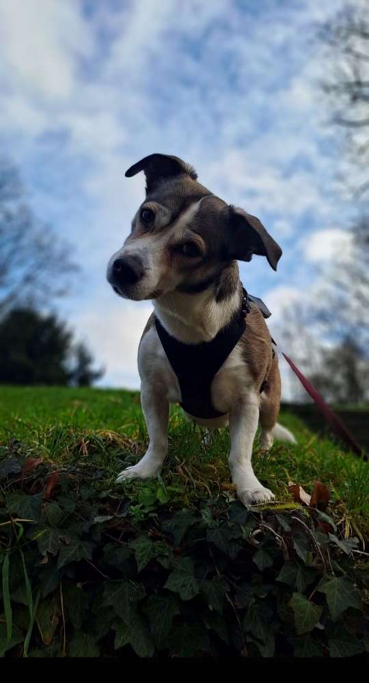 Hundetreffen-Zum Spielen,Toben und/oder einfach Gassi gehen...-Profilbild