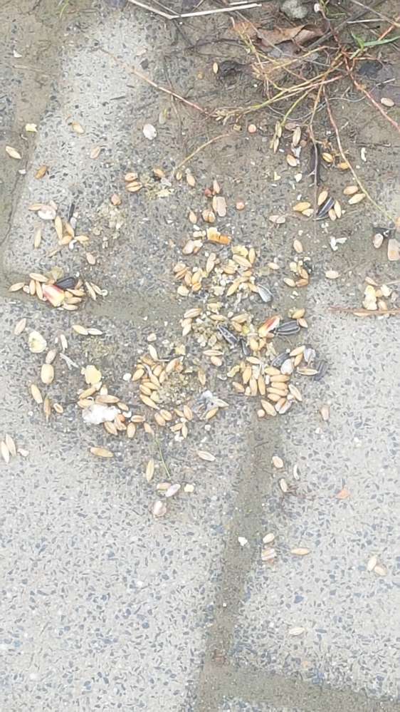 Giftköder-Kleintierfutter-Profilbild