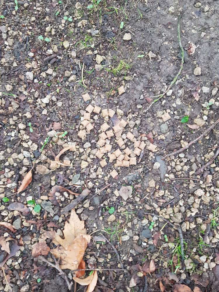 Giftköder-Katzen/Hundeleckerlies-Profilbild