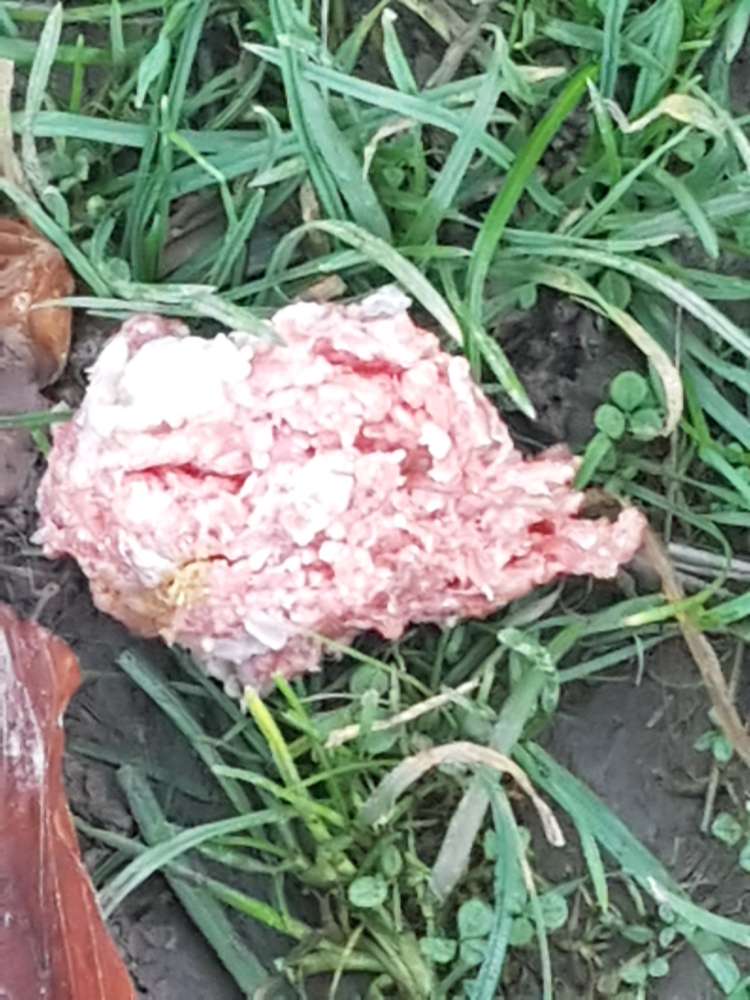 Giftköder-HACKFLEISCH IM SCHLOSSPARK!!!!-Profilbild