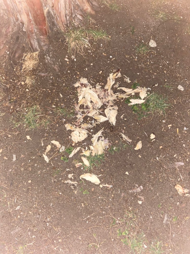 Giftköder-Evtl. Präparierter Giftköder-Profilbild