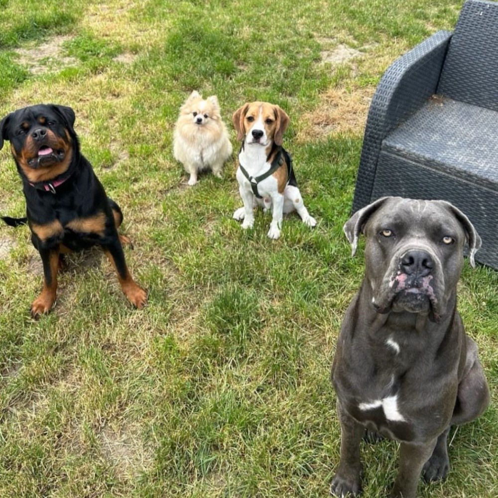 Hundetreffen-Gemeinsame Gassirunden-Profilbild