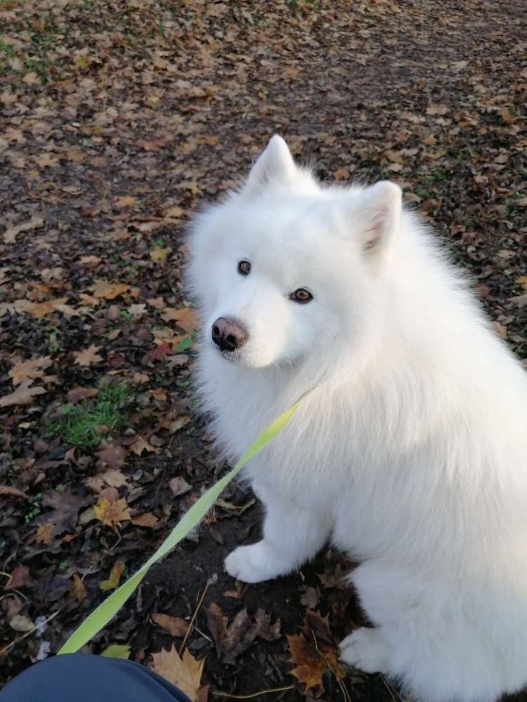 Hundetreffen-Spaziergang im Tierpark Walbeck (Hettstedt)-Profilbild