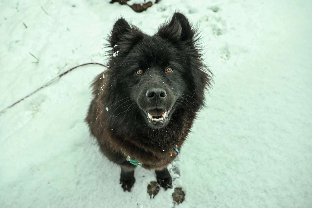 Hundetreffen-Hundefreunde zum Spazieren und Erkunden-Profilbild