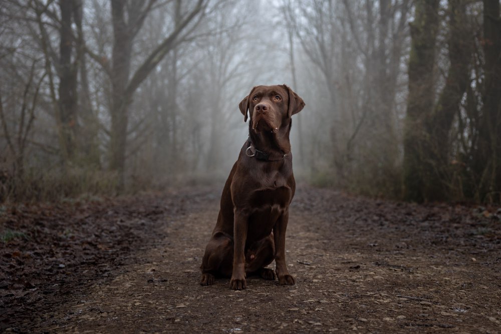 Hundetreffen-Outdoor Fotoshooting-Profilbild