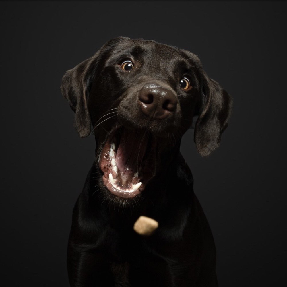 Hundetreffen-Leckerlie-Fang-Shooting-Profilbild