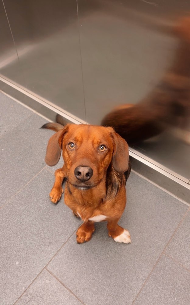 Hundetreffen-Monty sucht einen neuen Freund-Profilbild
