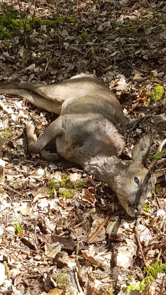 Giftköder-Totes Reh-Profilbild