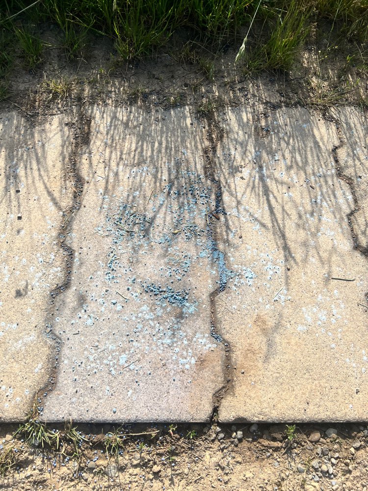 Giftköder-Blaues Pulver-Profilbild