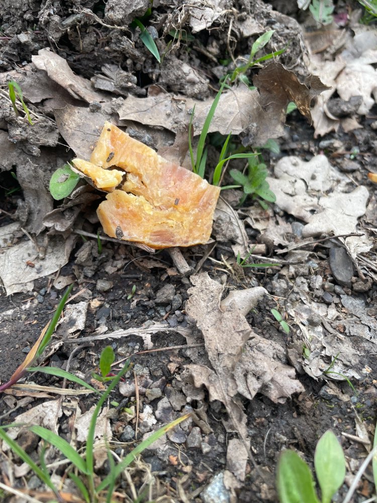 Giftköder-Möglicher Giftköder-Profilbild