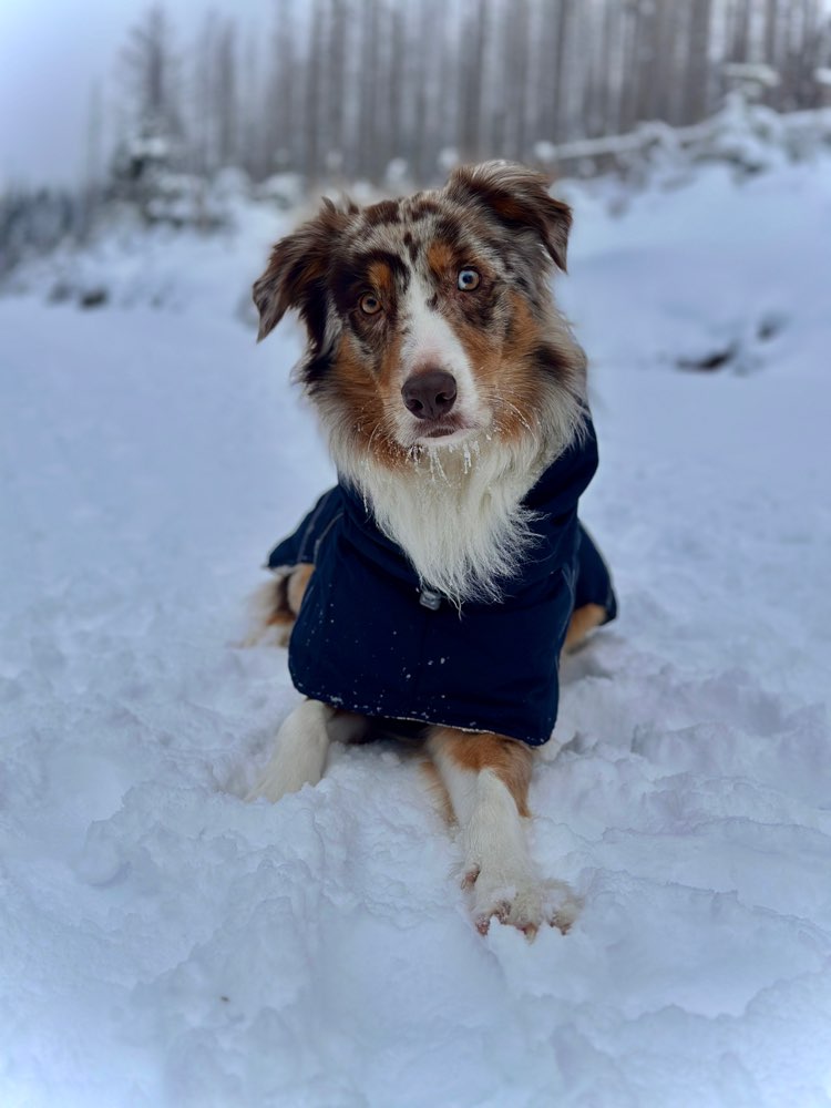 Hundetreffen-Social Walk und Spass-Profilbild