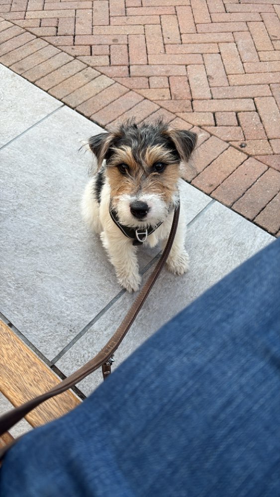 Hundetreffen-Soziale Kontakte, Freilauf, Spiel, Spaziergang-Profilbild