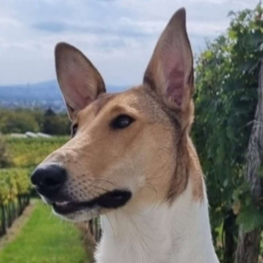 Hundetreffen-Collietreffen-Profilbild