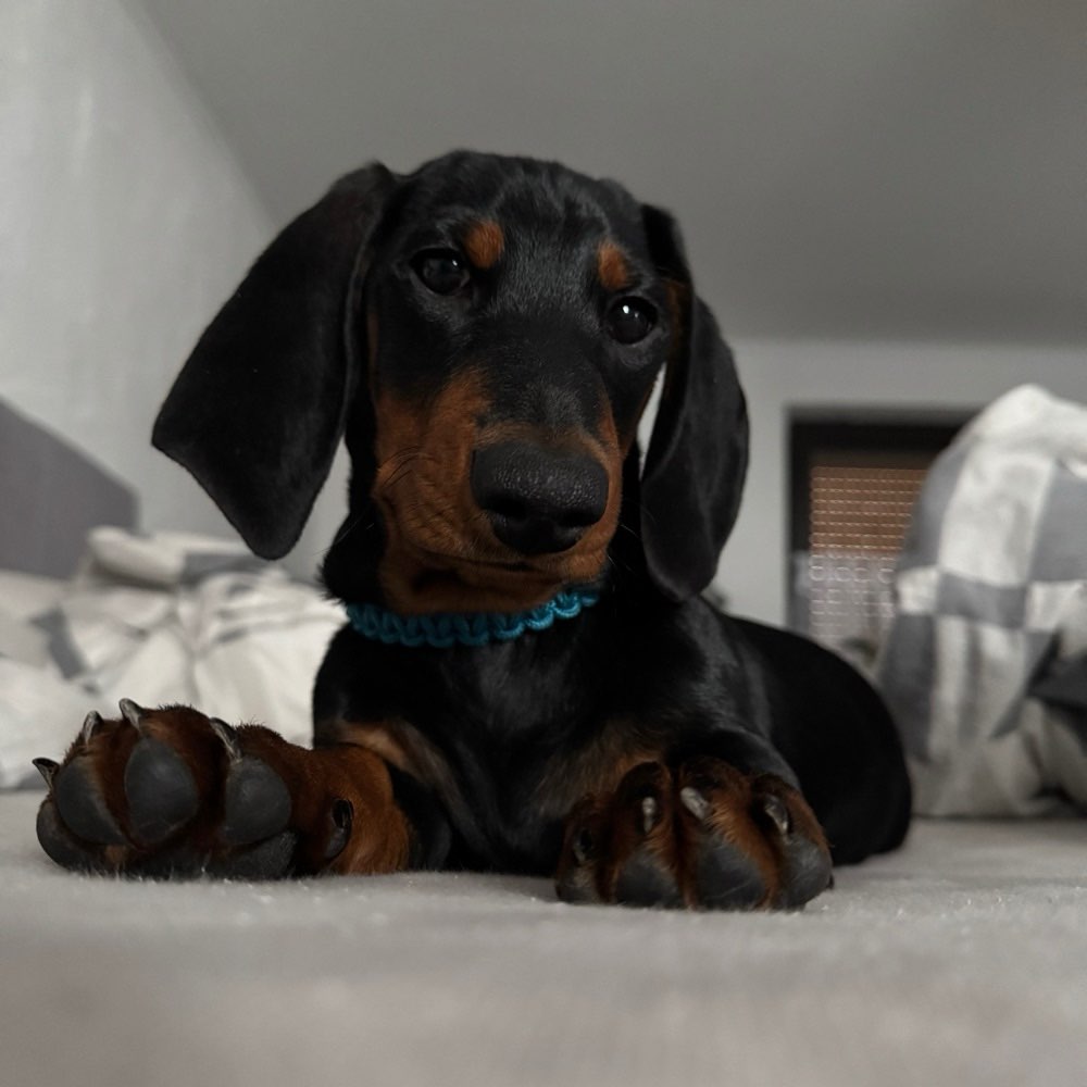 Hundetreffen-Gassi gehen und Hunde Freunde kennenlernen-Profilbild