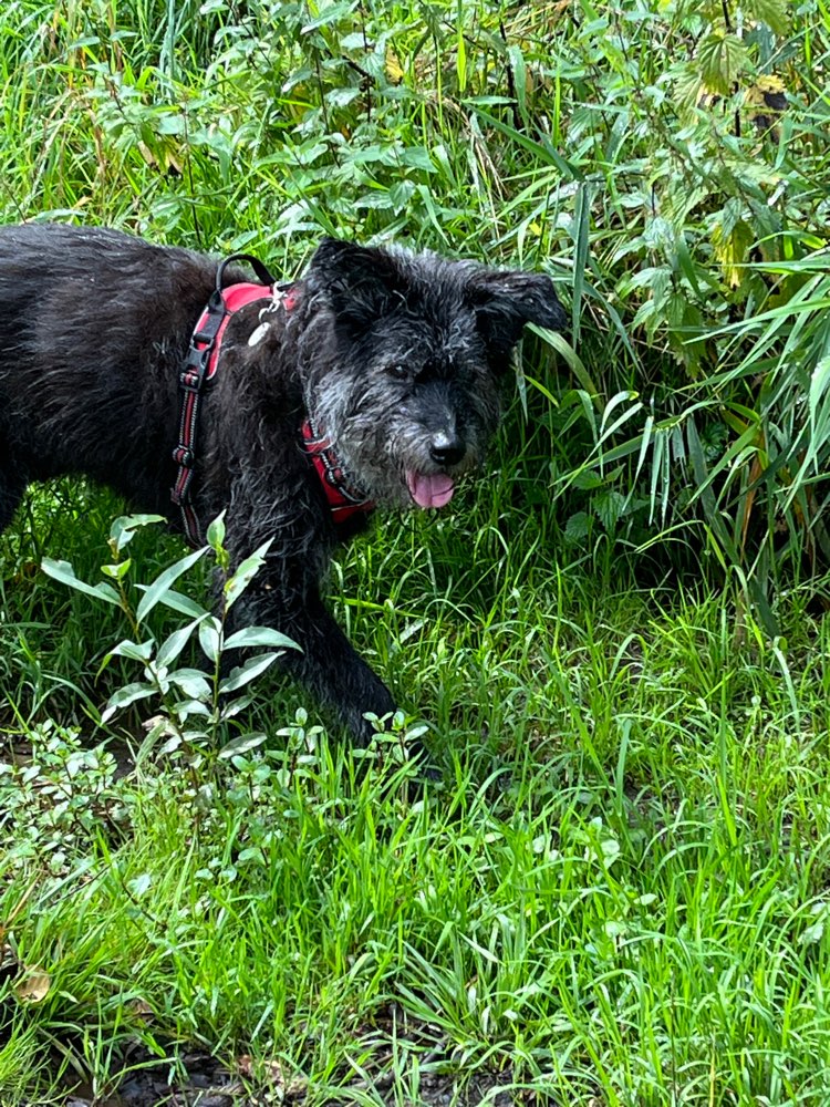 Hundetreffen-Gemütliche Hunde Runde-Profilbild