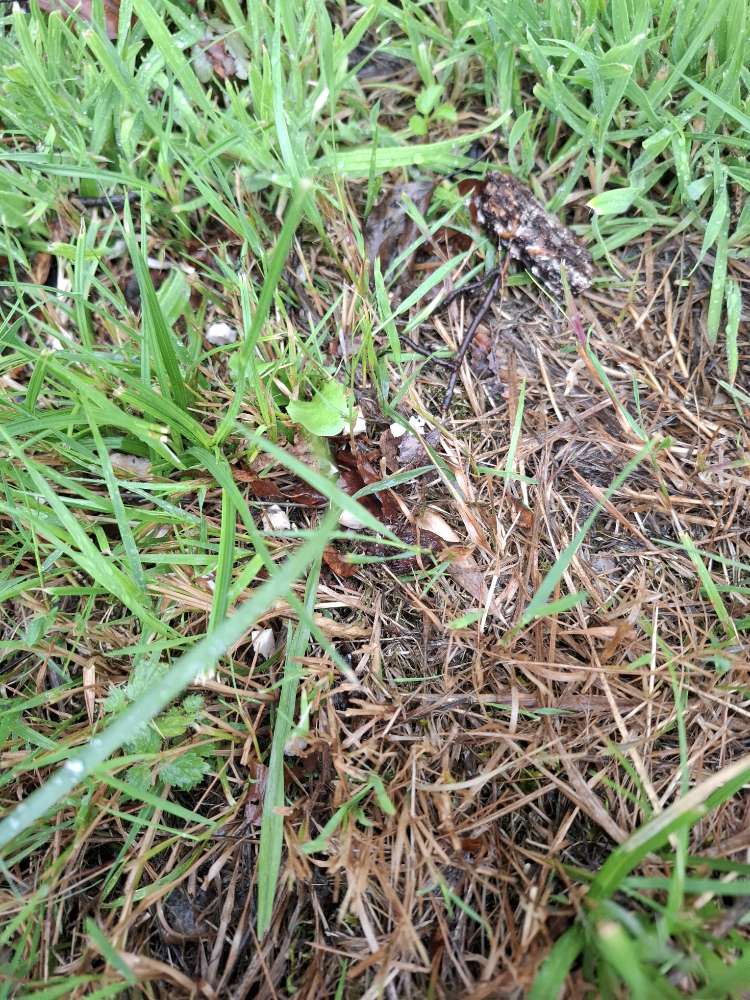 Giftköder-Giftköder mit Fleischwurst mit Laub-Profilbild