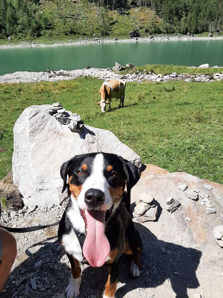 Hundetreffen-Hundenbegegnungen üben und Spiel-Profilbild