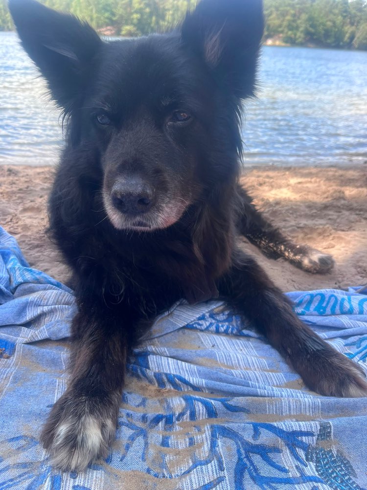 Hundetreffen-Ruhige Seniorendame sucht Kontakt zu anderen Hunden-Profilbild