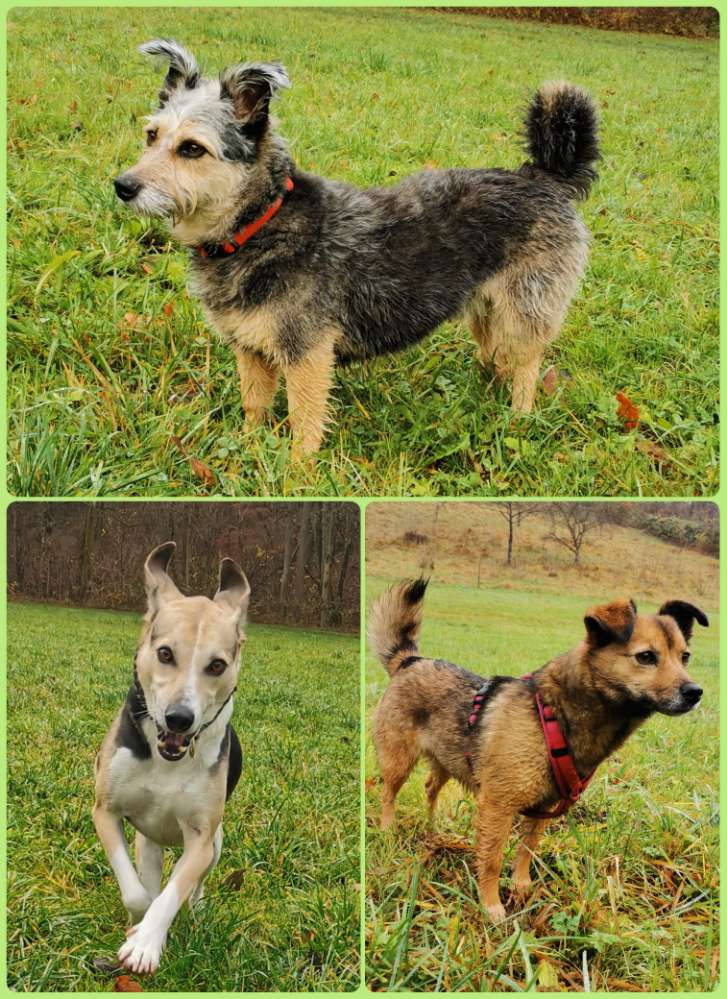 Hundetreffen-Hundebetreuung gesucht-Profilbild