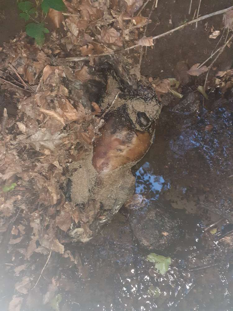 Giftköder-Totes Tier im Wasser im Fiedlergrund-Profilbild