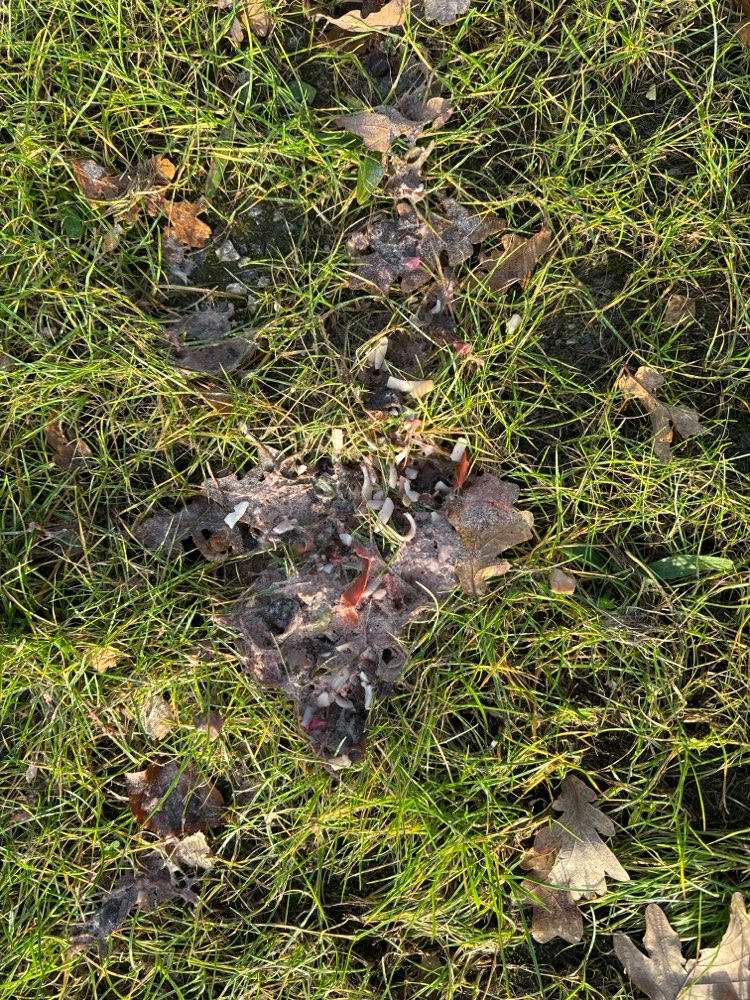 Giftköder-Evtl. Giftköder-Profilbild