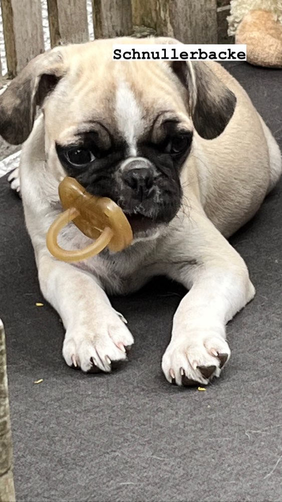 Hundetreffen-Spielgruppe gor unseren Retro-Mops Bob, 1 Jahr alt-Profilbild